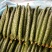 山东临沂兰陵县黄瓜，密刺黄瓜，油亮黄瓜，量大从优。