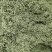 金银花头茬新货金银花山东河南金银花量大批发