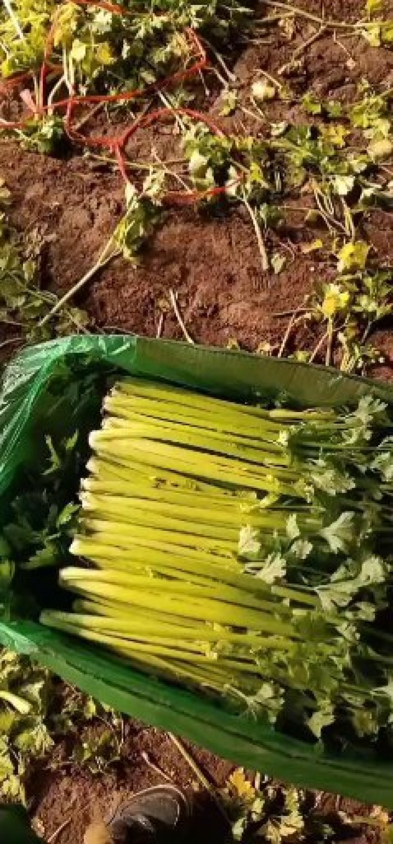 **唐山精品小棵西芹棵均匀色泽亮供应各大市场，可视频看货
