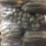 大量供应潍县萝卜，水果萝卜便宜青茬、水头足质量好