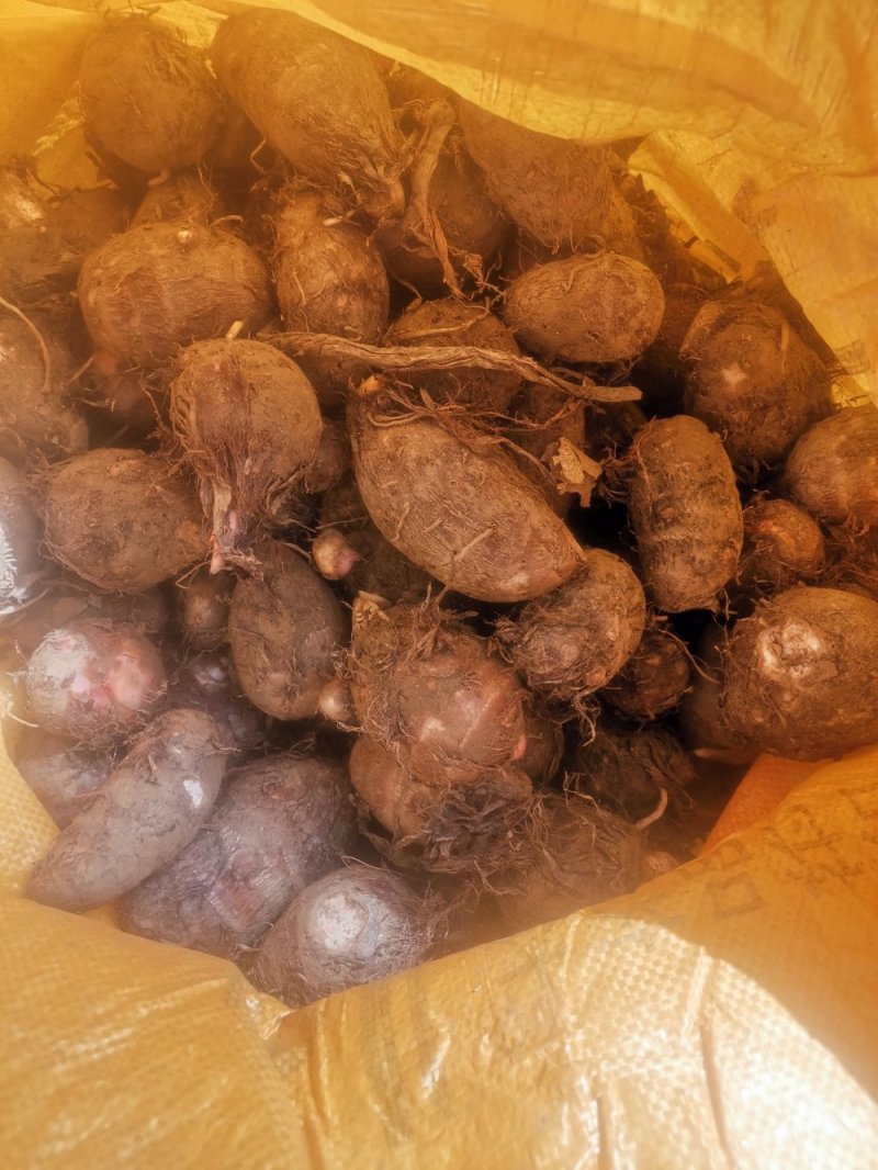 南阳精品红芽芋头大量上市需要了联系。大果中果都有可以分级
