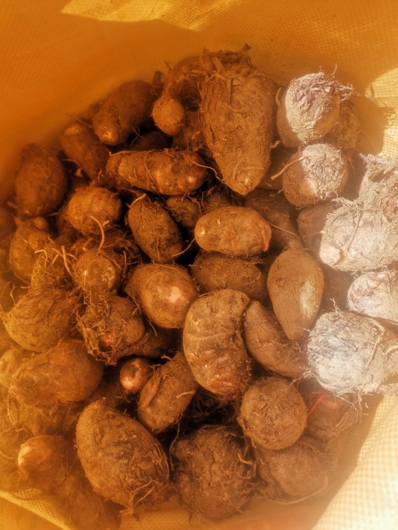 南阳精品红芽芋头大量上市需要了联系。大果中果都有可以分级