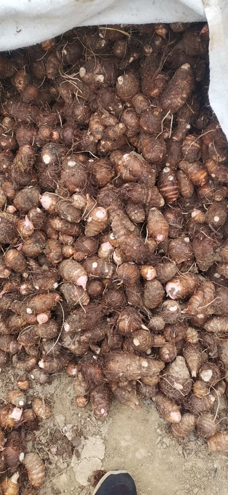 南阳精品红芽芋头大量上市需要了联系。大果中果都有可以分级