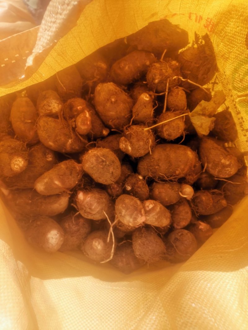 南阳精品红芽芋头大量上市需要了联系。大果中果都有可以分级