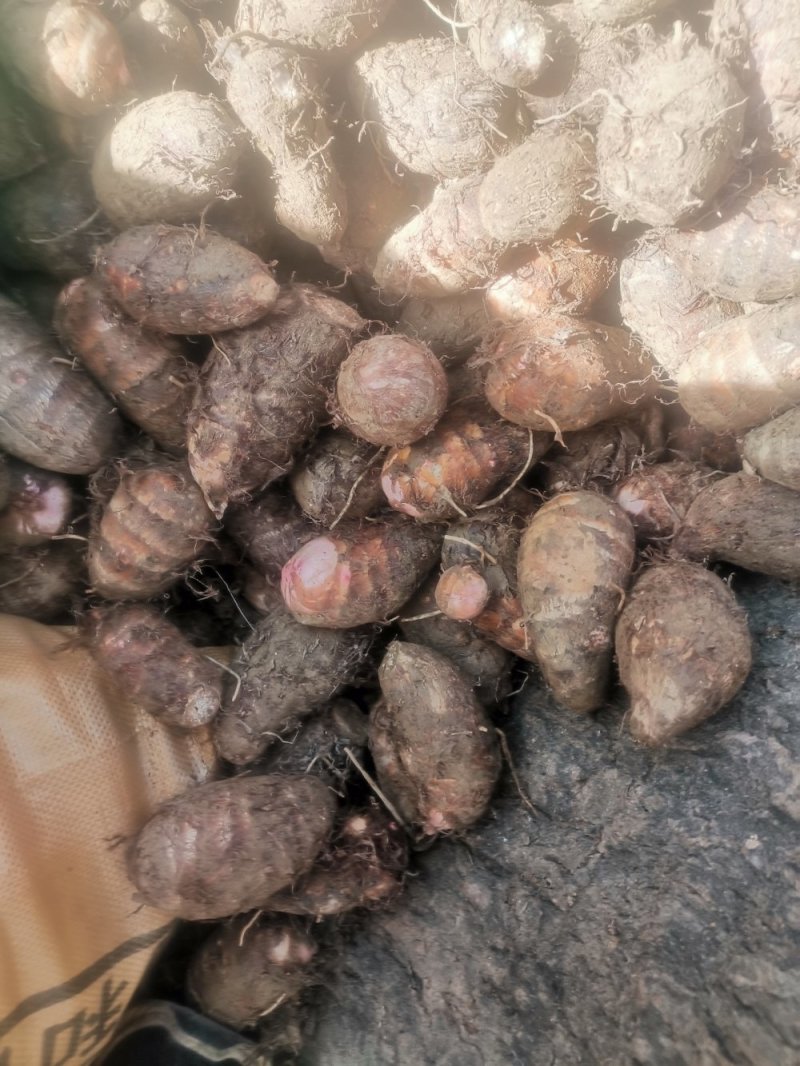 南阳精品红芽芋头大量上市需要了联系。大果中果都有可以分级