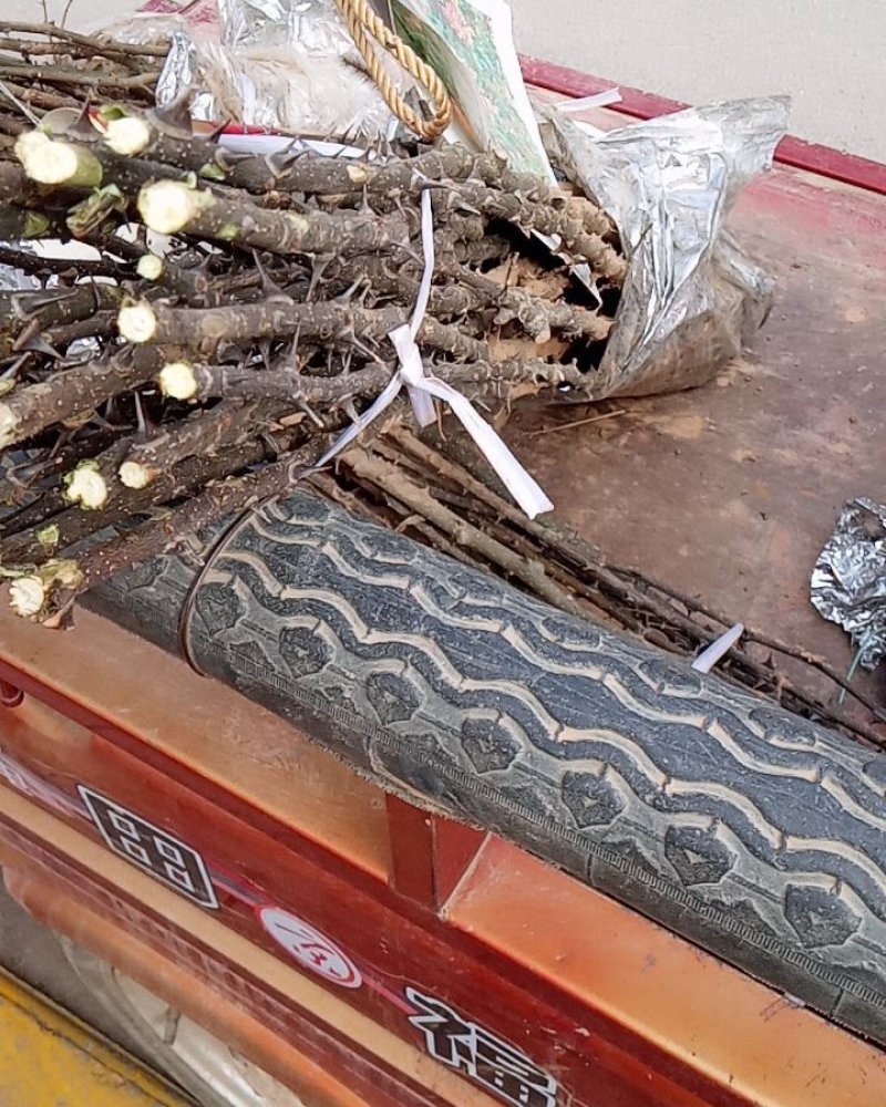 产地直销大红泡花椒苗支持批发零售可签合同
