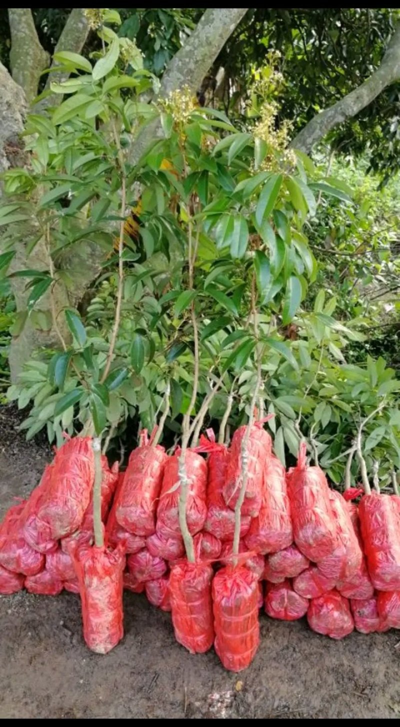 荔枝苗仙进奏观音绿无核荔枝桂味荔枝妃子笑荔枝苗
