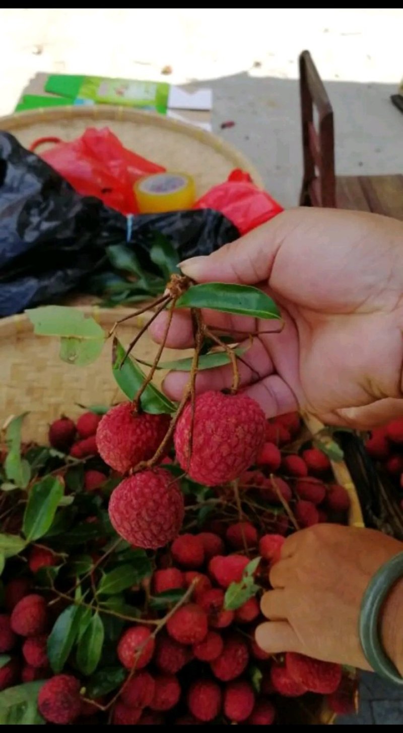 荔枝苗仙进奏观音绿无核荔枝桂味荔枝妃子笑荔枝苗
