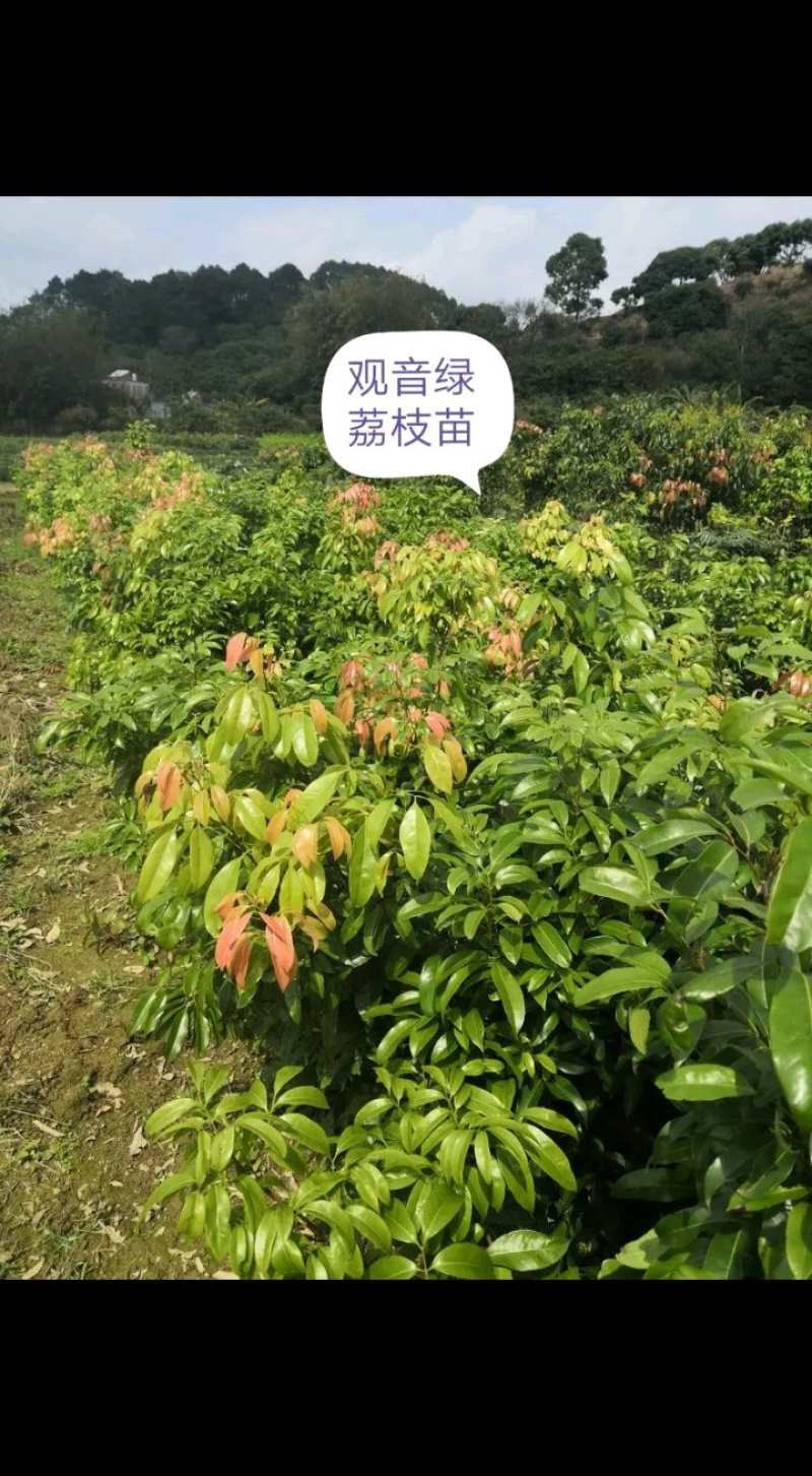 荔枝苗仙进奏观音绿无核荔枝桂味荔枝妃子笑荔枝苗