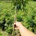 荔枝苗仙进奏观音绿无核荔枝桂味荔枝妃子笑荔枝苗