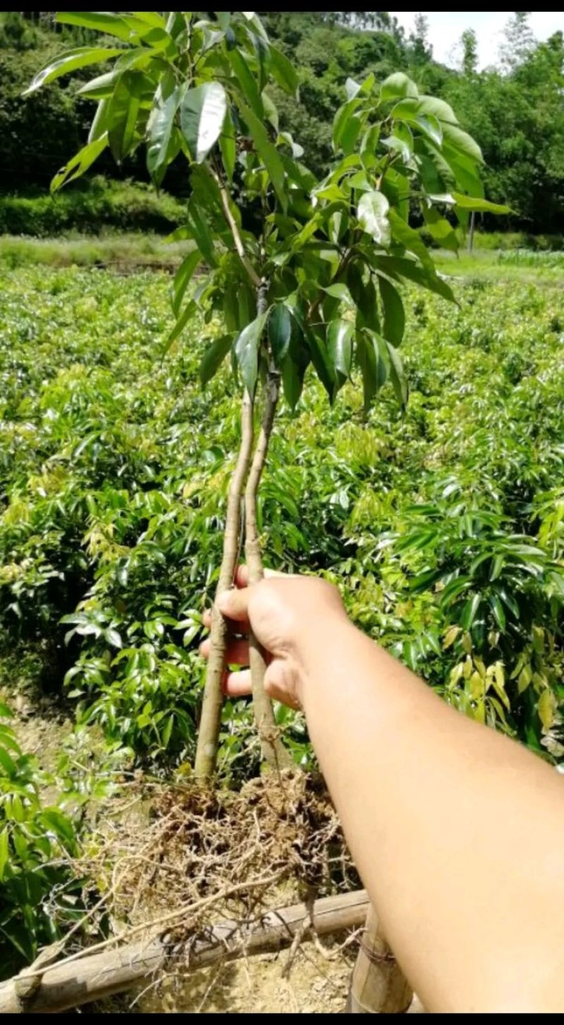 荔枝苗仙进奏观音绿无核荔枝桂味荔枝妃子笑荔枝苗