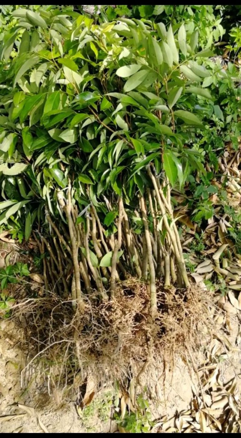 荔枝苗仙进奏观音绿无核荔枝桂味荔枝妃子笑荔枝苗