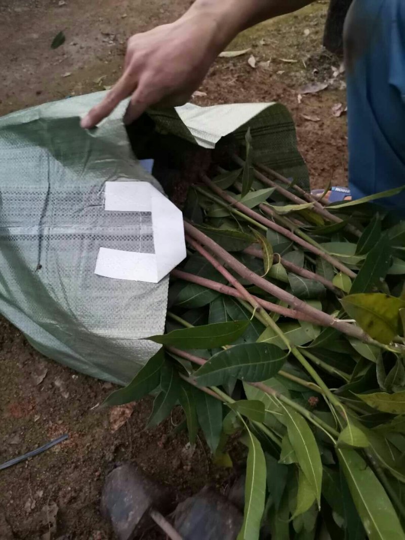 优质小营养杯实生芒果苗