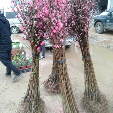 桃花桃花苗碧桃花苗广西桂林大红碧桃花苗