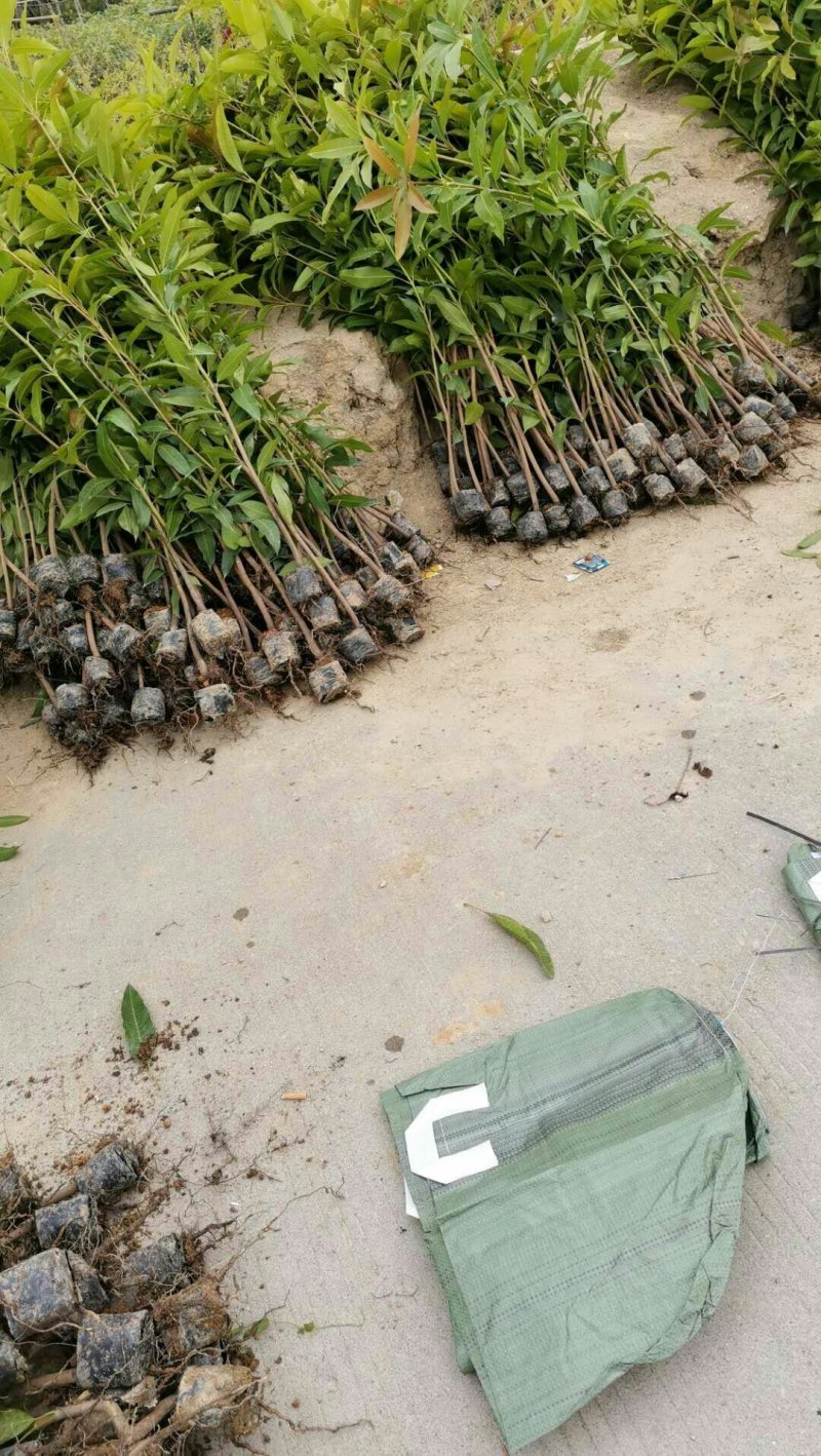 优质小营养杯实生芒果苗