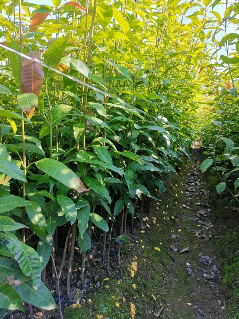 优质小营养杯实生芒果苗