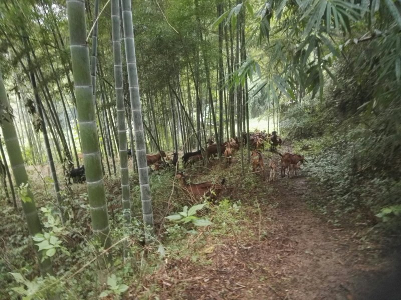 努比亚杂交山羊（种羊出售）