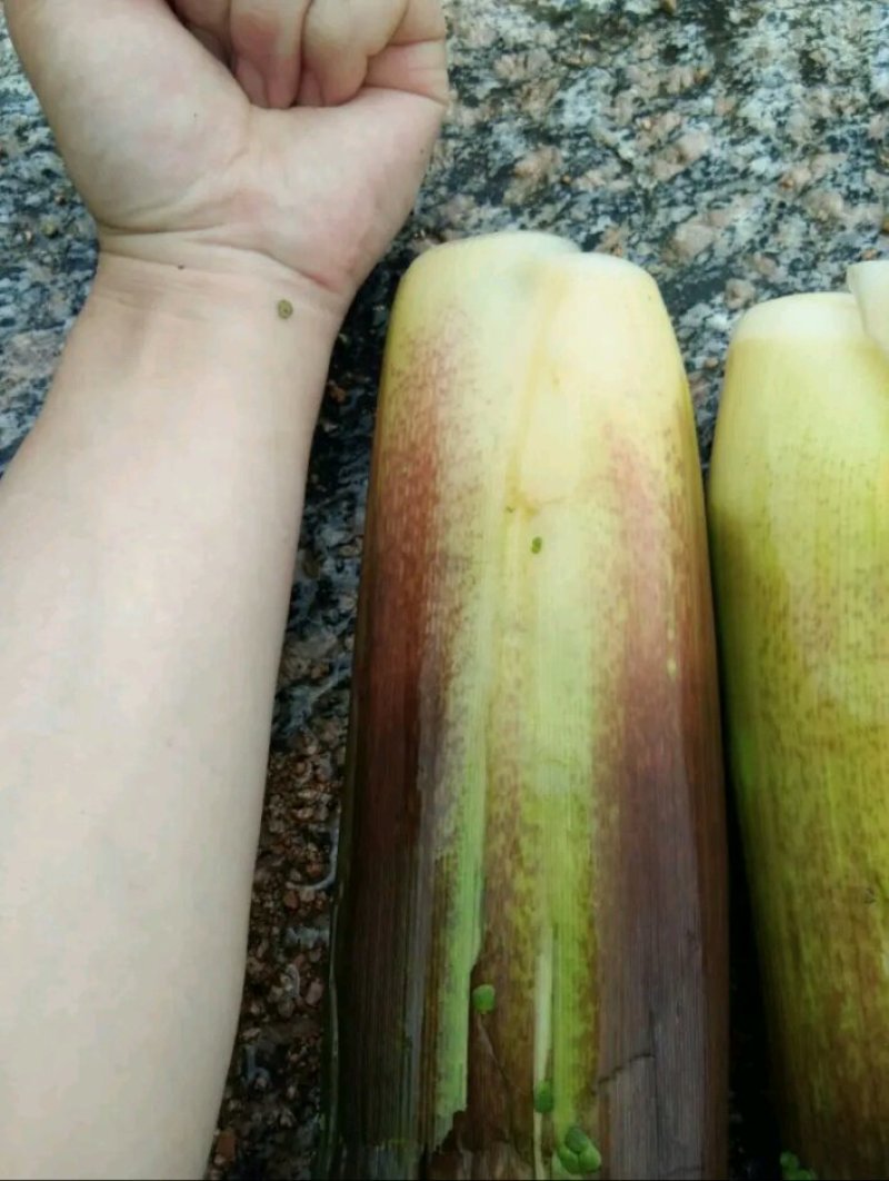 茭白种苗单季单棵一到三苗可以单独直接栽