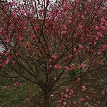 红梅花树，花色鲜艳，成活率高，抗冻性强，诚信合作