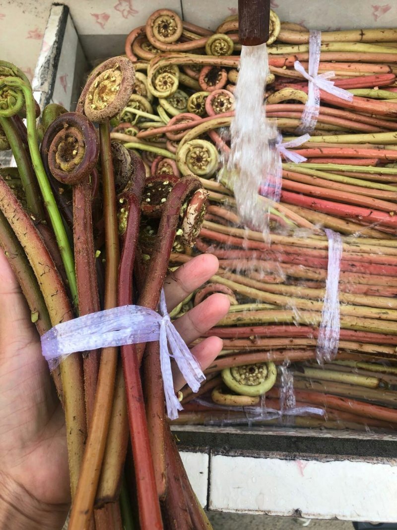 蕨菜，纯野生不打药，不施肥，祝您健康长寿