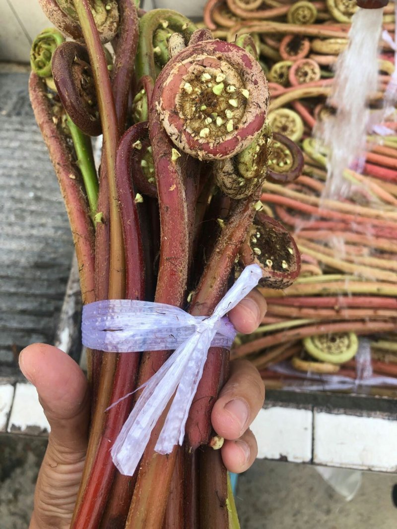 蕨菜，纯野生不打药，不施肥，祝您健康长寿