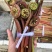 蕨菜，纯野生不打药，不施肥，祝您健康长寿