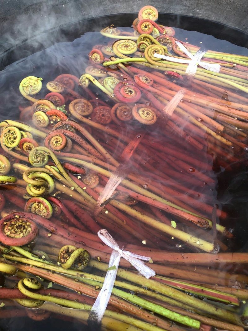 蕨菜，纯野生不打药，不施肥，祝您健康长寿