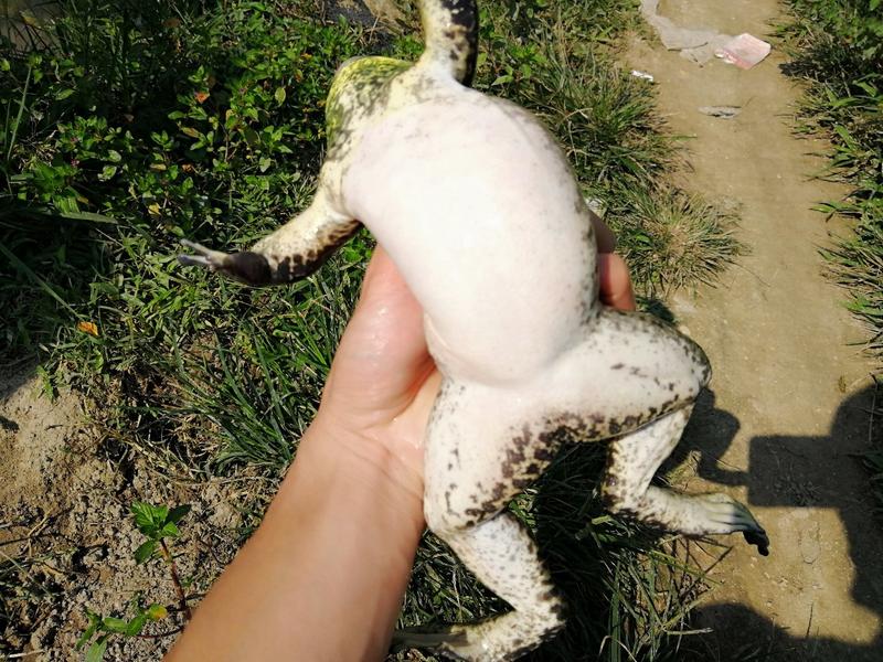 海南省生态野林牛蛙养殖基地需要请私信联系