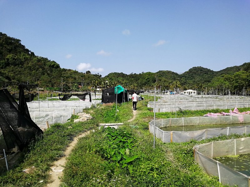 海南省生态野林牛蛙养殖基地需要请私信联系