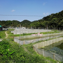 海南省生态野林牛蛙养殖基地需要请私信