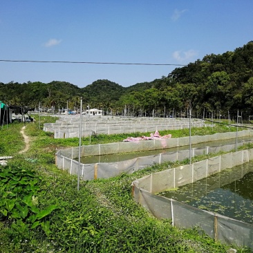 海南省生态野林牛蛙养殖基地需要请私信联系