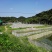 海南省生态野林牛蛙养殖基地需要请私信联系