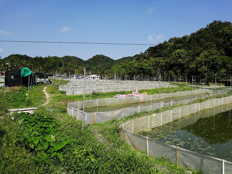 海南省生态野林牛蛙养殖基地需要请私信联系