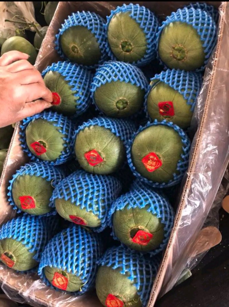 河北绿宝甜瓜各种甜瓜2026大量有货产地一手货源