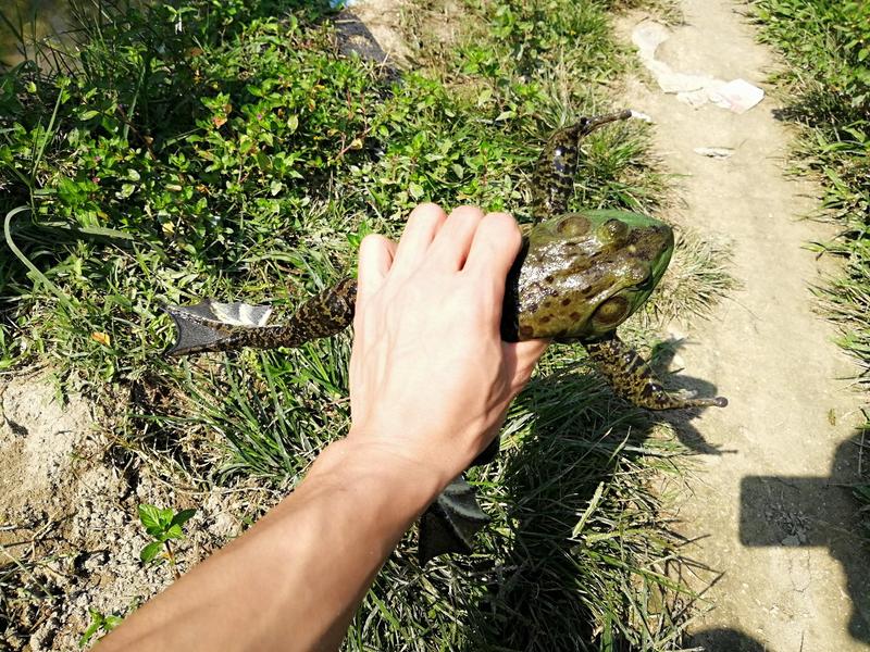 海南省生态野林牛蛙养殖基地需要请私信联系