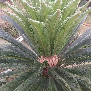 广西梧州有大量铁树现挖现卖，有需要的朋友可以联系我，谢谢