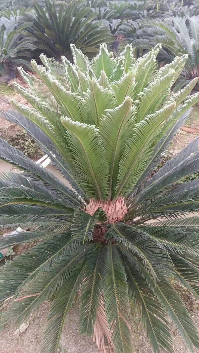 广西梧州有大量铁树现挖现卖，有需要的朋友可以联系我，谢谢