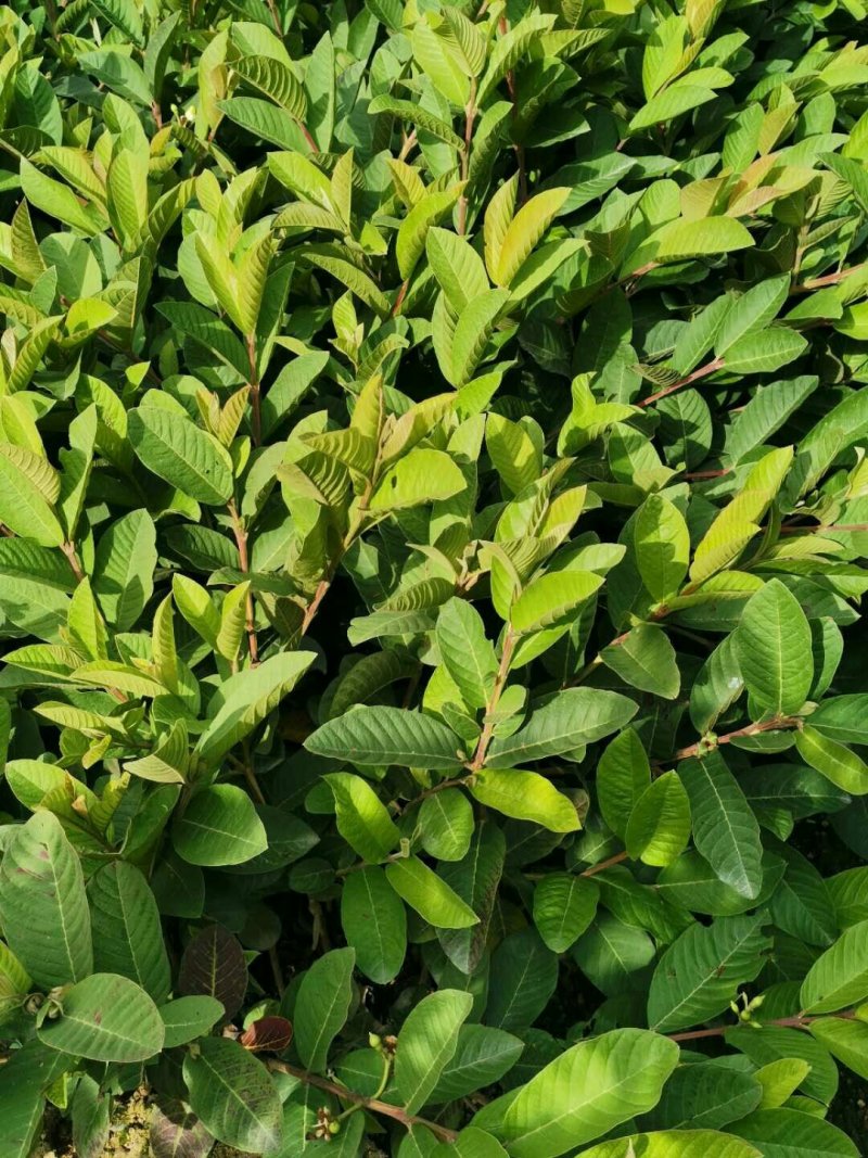 番石榴苗（珍珠番石榴）