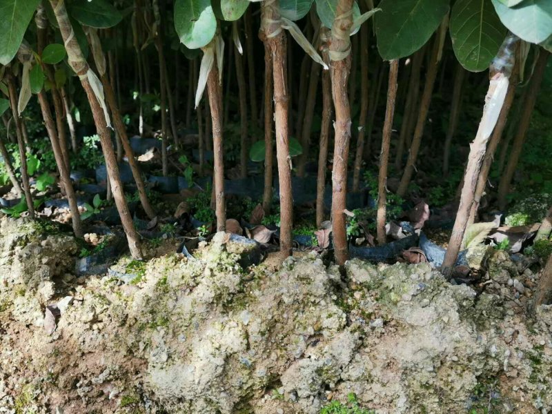 番石榴苗（珍珠番石榴）