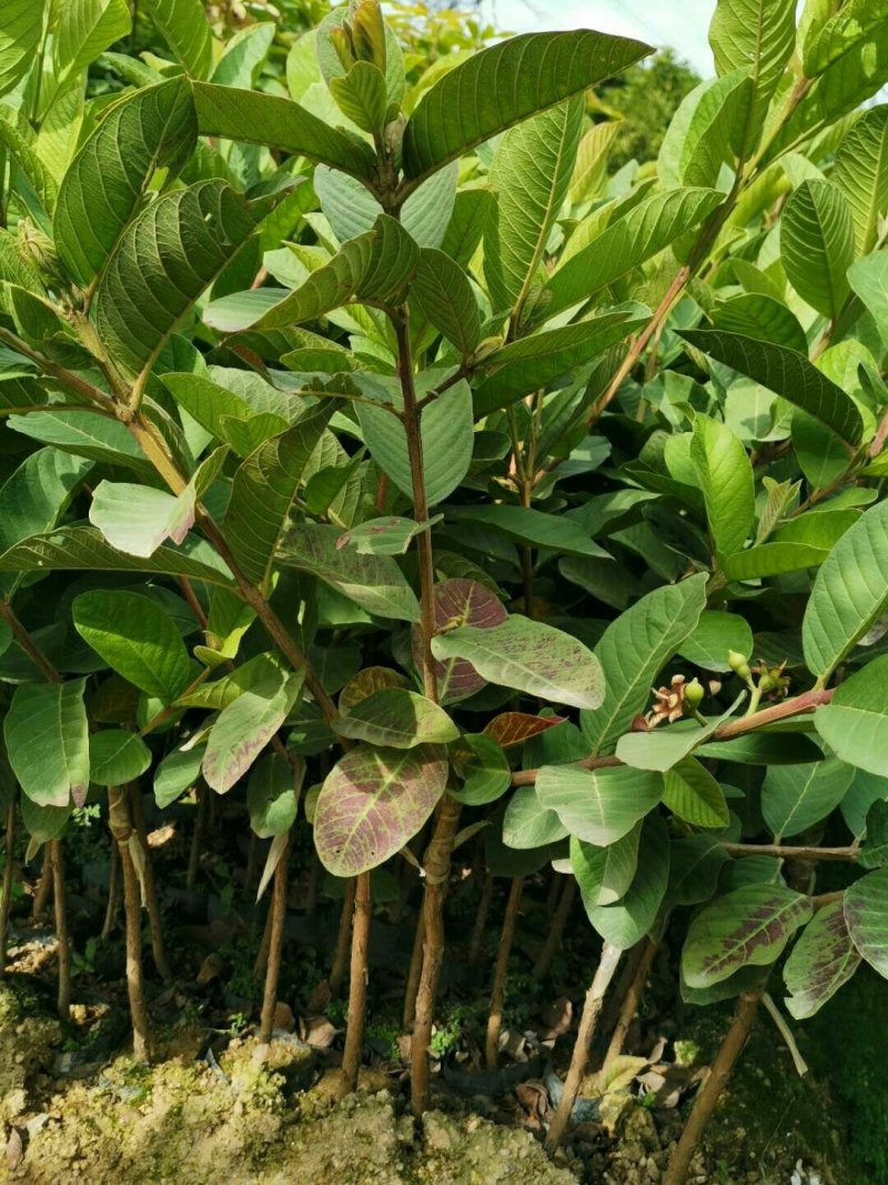 番石榴苗（珍珠番石榴）