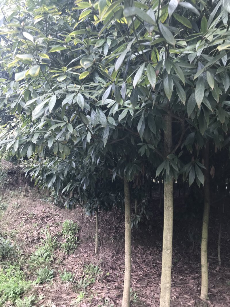 金丝楠木小叶桢楠原产上车价
