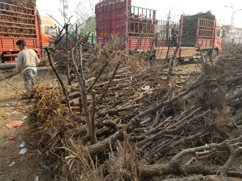 金丝小枣树苗产地直供包成活免费技术指导
