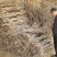 金丝小枣树苗产地直供包成活免费技术指导