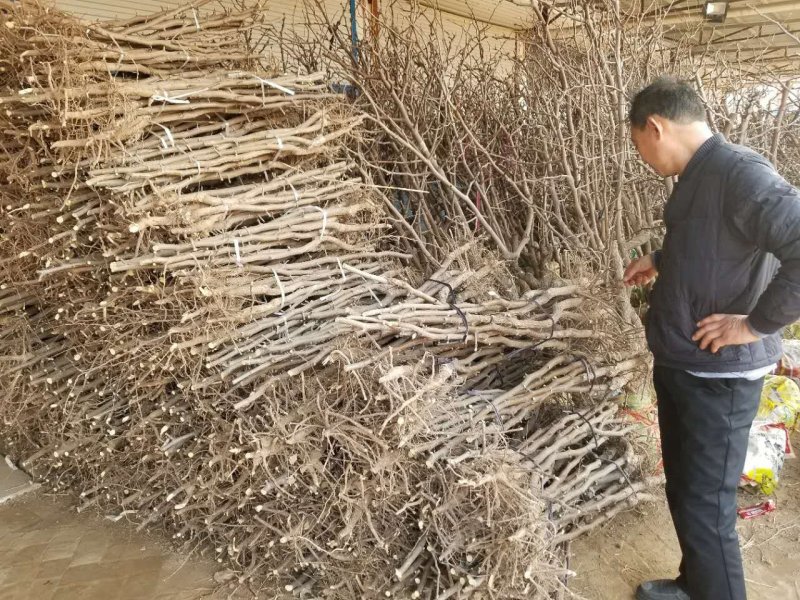 金丝小枣树苗产地直供包成活免费技术指导