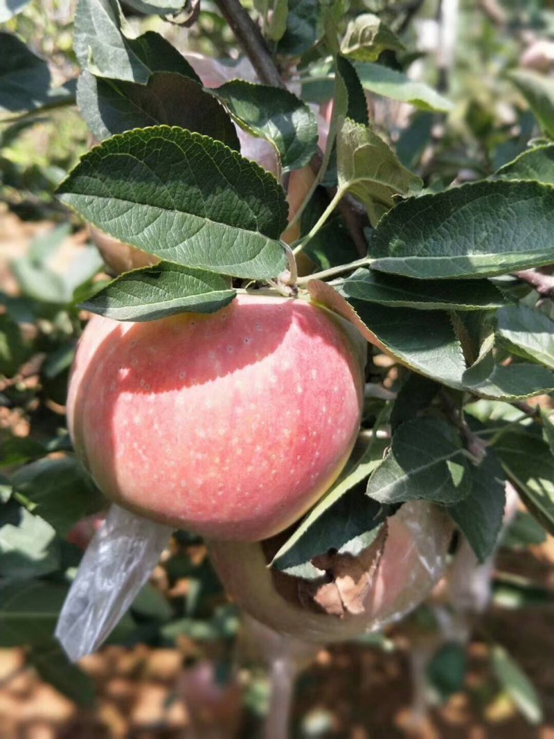 苹果树苗苹果苗新品种嫁接苹果苗烟富原生苗