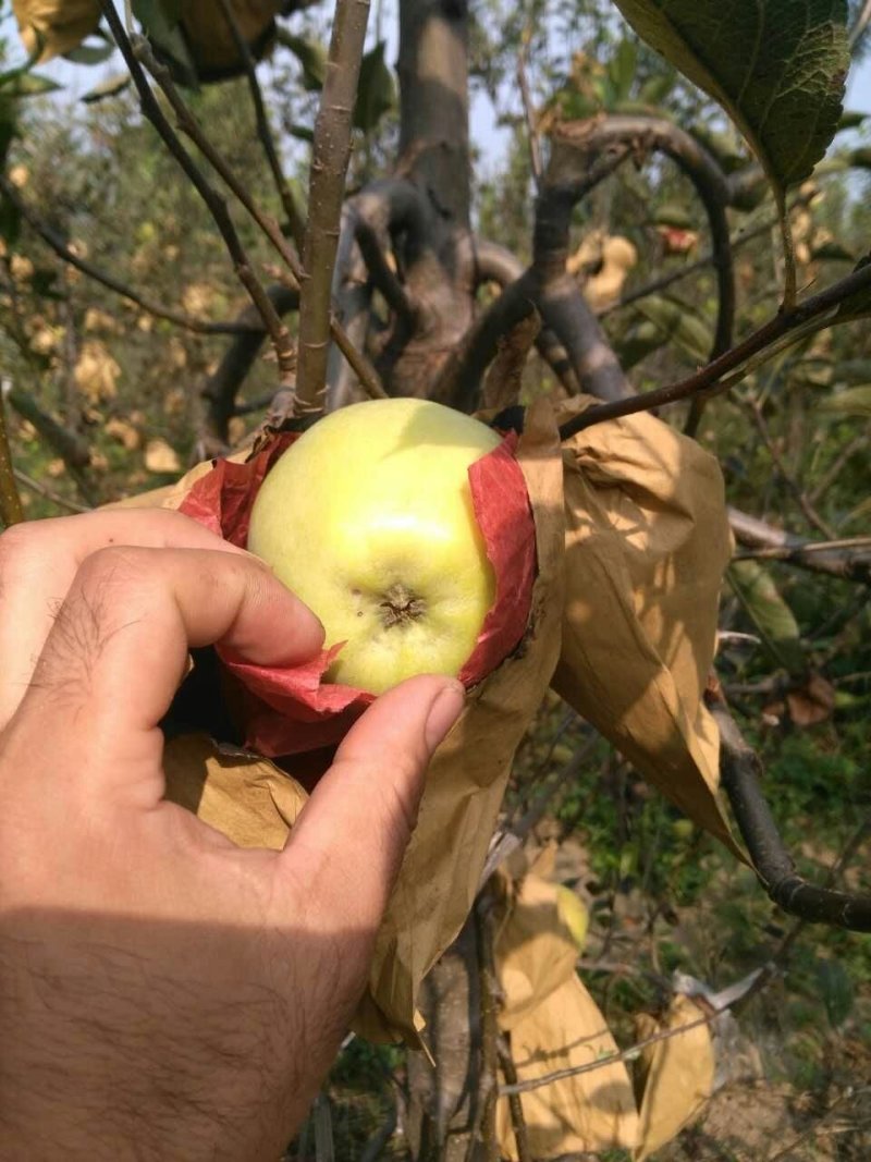 苹果树苗苹果苗新品种嫁接苹果苗烟富原生苗