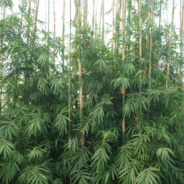 大量黄竹刺竹苗有需要的老板可以联系