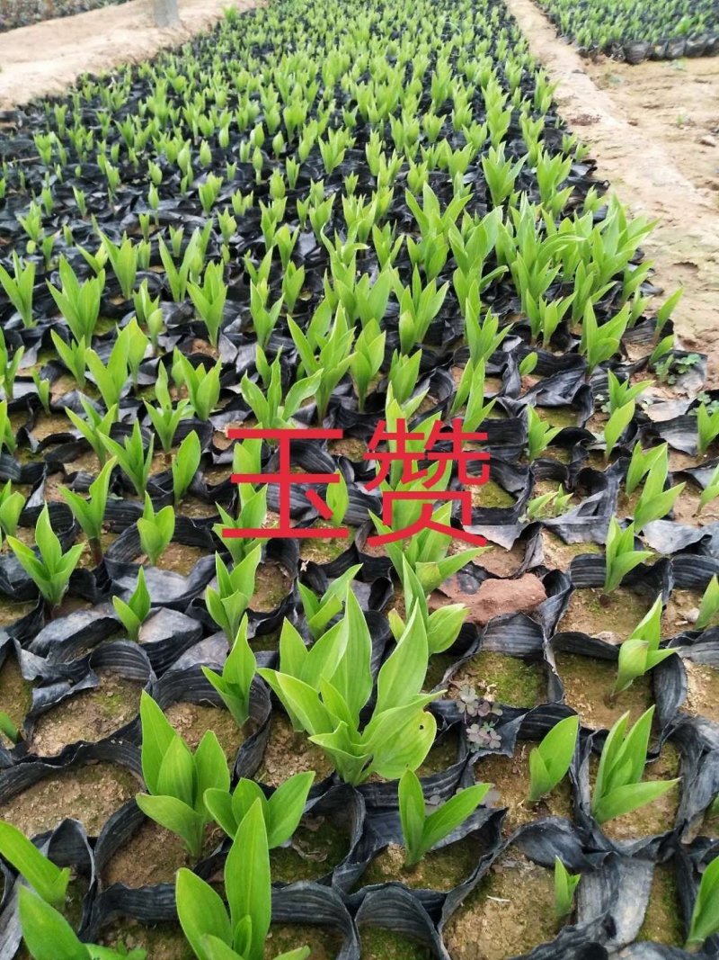 福禄考，宿根杯苗，丛生杯苗，多色枝株茂盛
