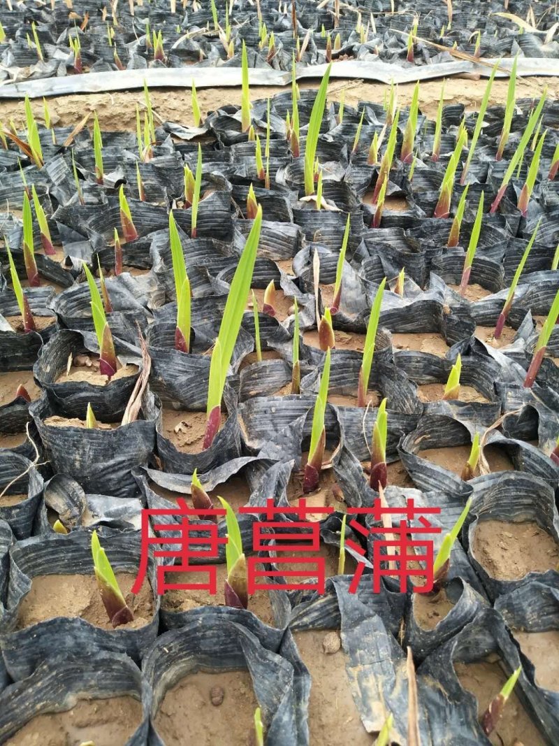福禄考，宿根杯苗，丛生杯苗，多色枝株茂盛