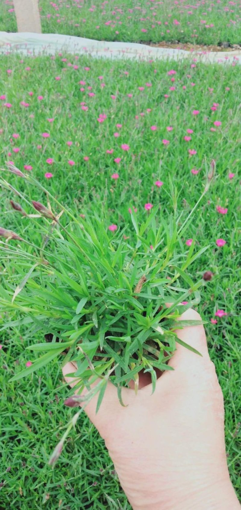 福禄考，宿根杯苗，丛生杯苗，多色枝株茂盛